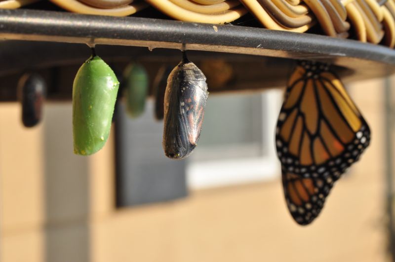Mariposa, símbolo de cambio de mentalidad